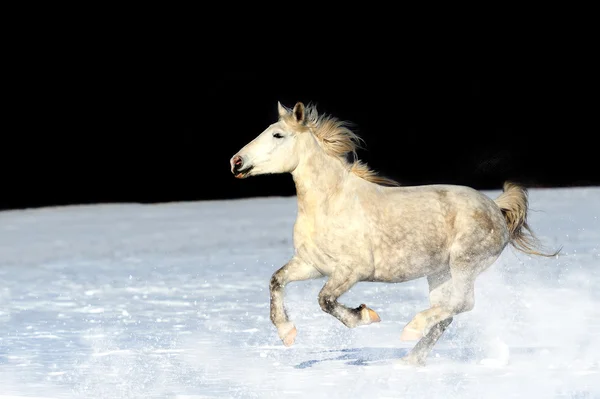 Cavalo — Fotografia de Stock