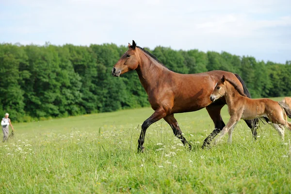 Caballo — Foto de Stock