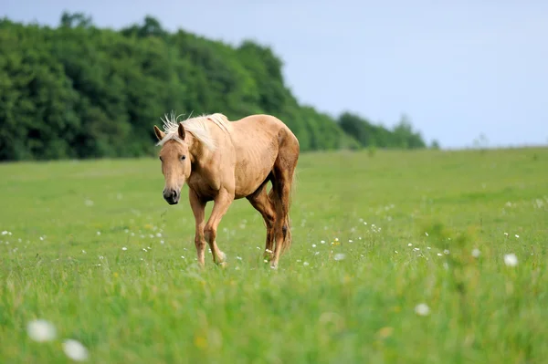 Häst — Stockfoto