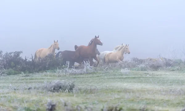 Cavallo — Foto Stock