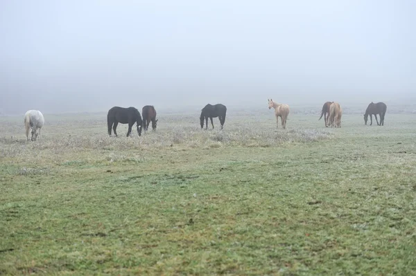 Pferd — Stockfoto