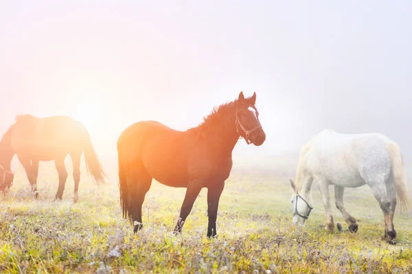 Caballo — Foto de Stock