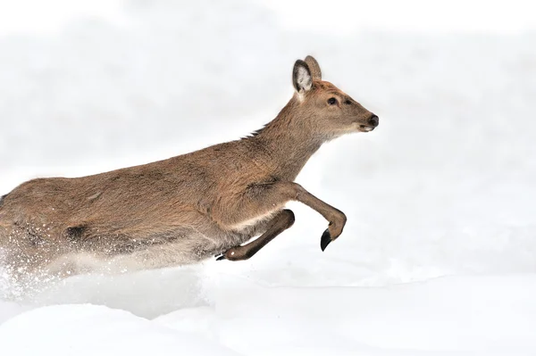 Deer — Stock Photo, Image