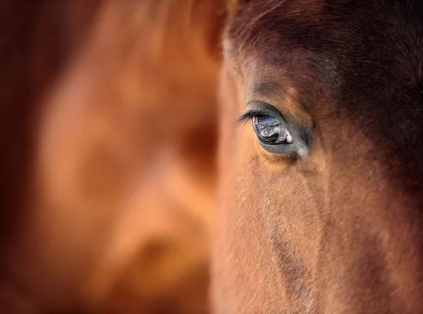 Olho de cavalo — Fotografia de Stock