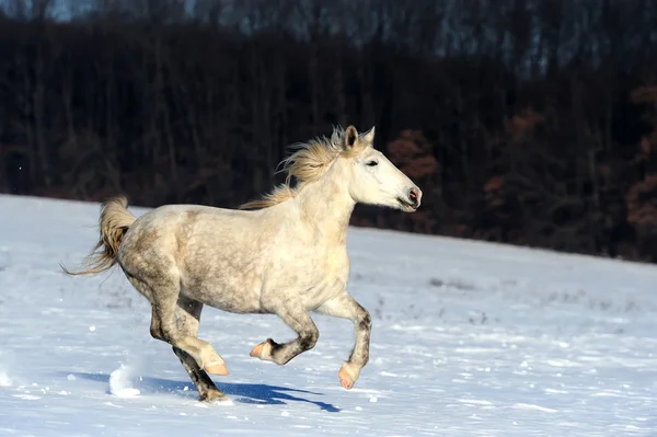 Pferd — Stockfoto