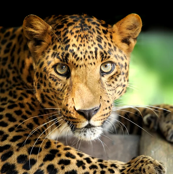 Leopard porträtt — Stockfoto