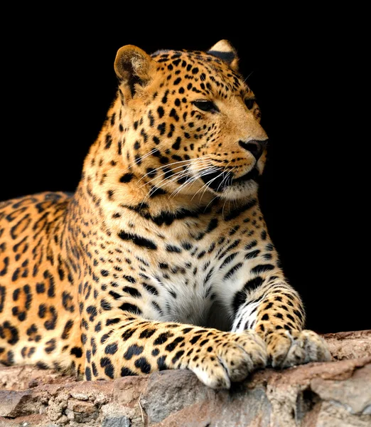 Retrato de leopardo — Fotografia de Stock