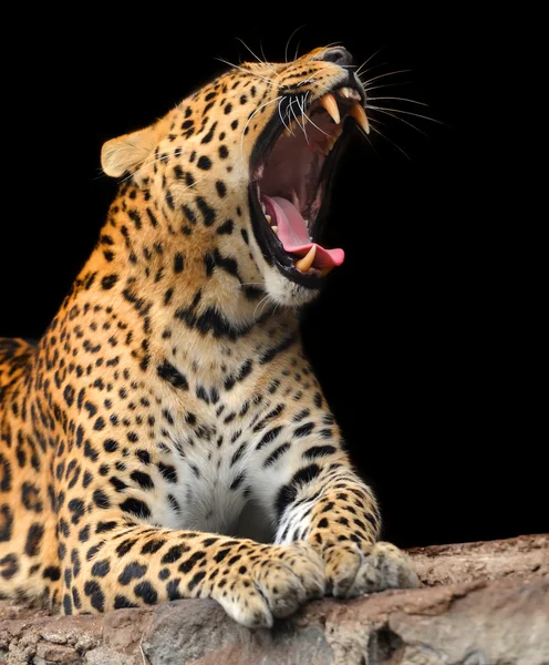 Retrato de leopardo — Fotografia de Stock