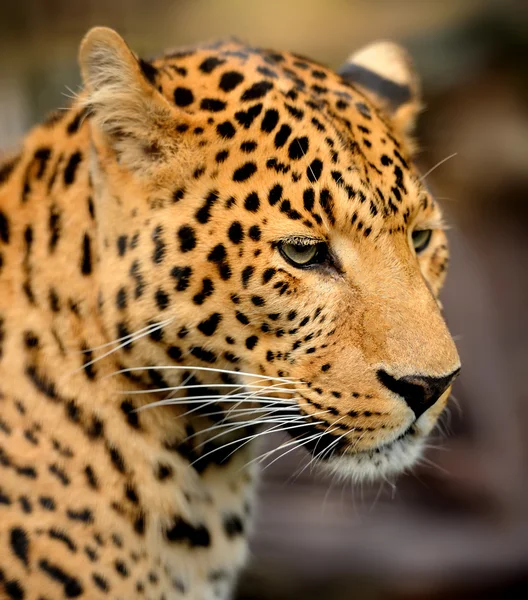 Leopar portre — Stok fotoğraf