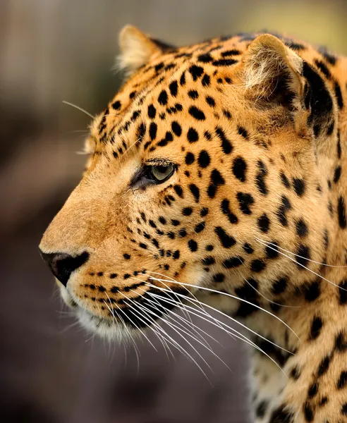 Retrato de leopardo — Foto de Stock