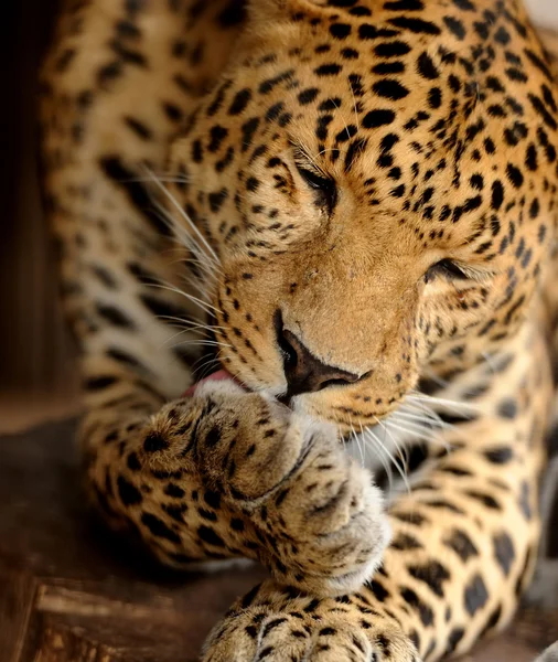 Портрет Леопарда — стоковое фото