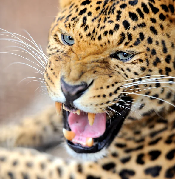 Retrato de leopardo — Fotografia de Stock