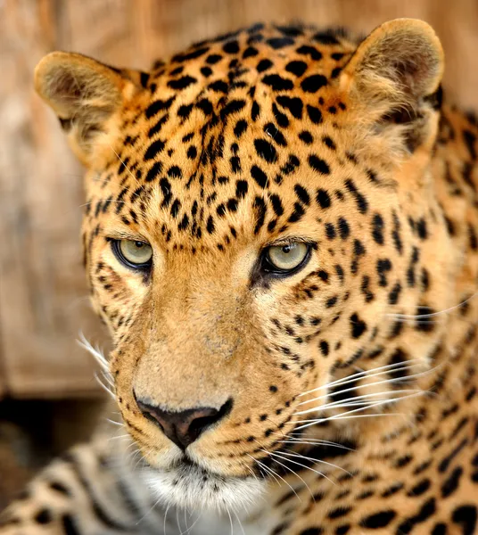 Leopardí portrét — Stock fotografie