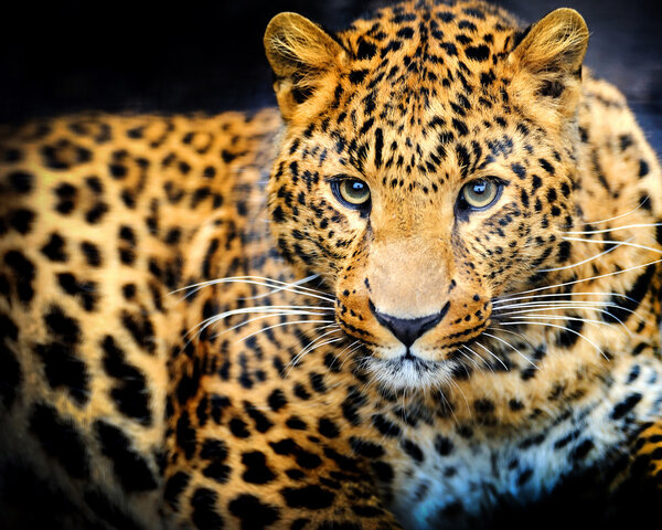 Leopard portrait