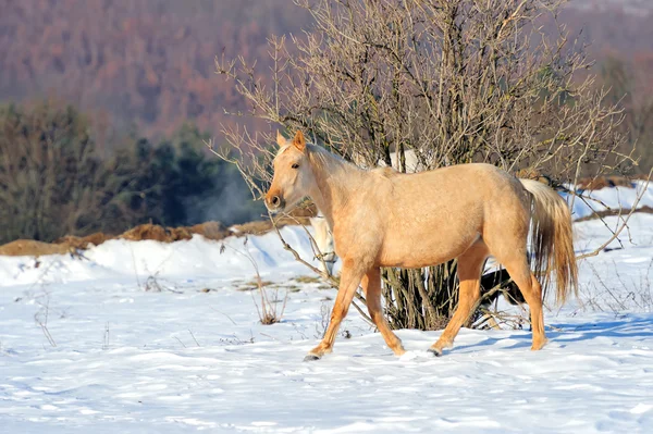 Caballo — Foto de Stock