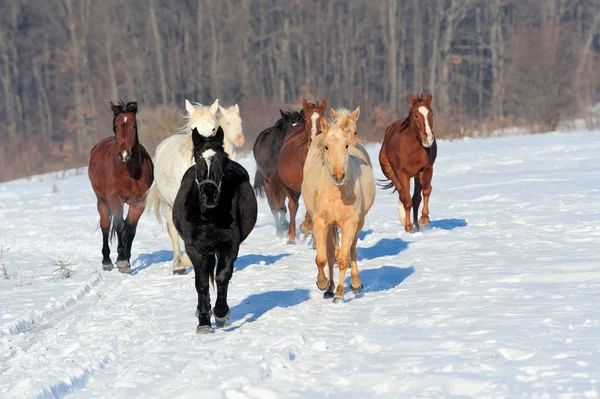 Horse — Stock Photo, Image