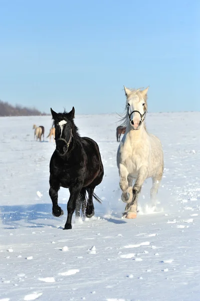 Häst — Stockfoto