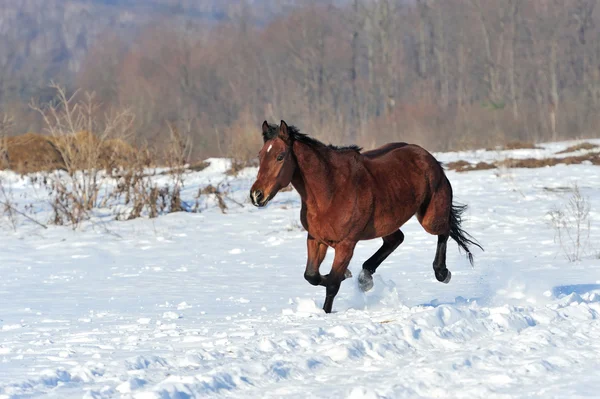 Häst — Stockfoto