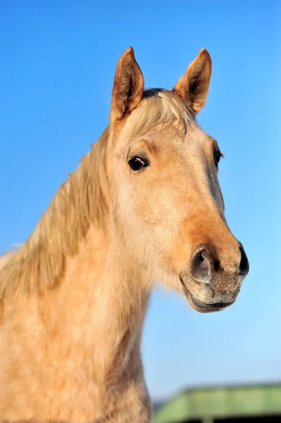 Kůň — Stock fotografie