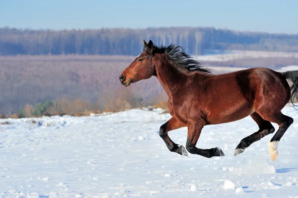 Pferd — Stockfoto