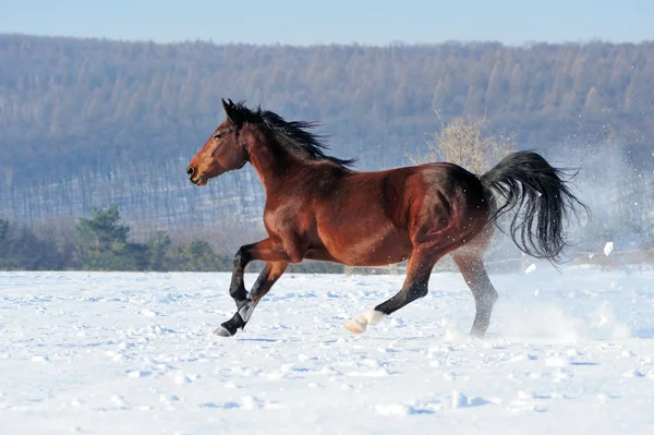 Häst — Stockfoto