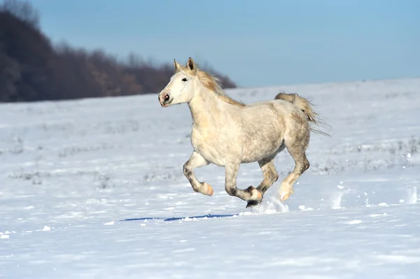 Pferd — Stockfoto