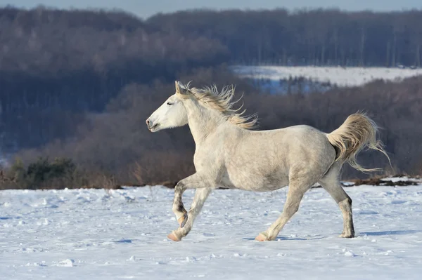 Häst — Stockfoto