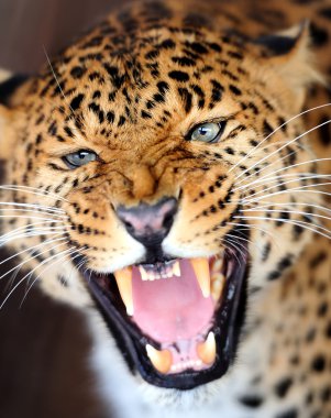 leopar