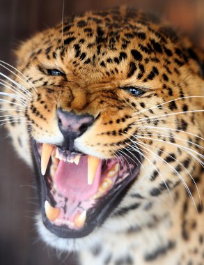 leopar