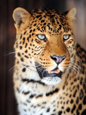 leopar