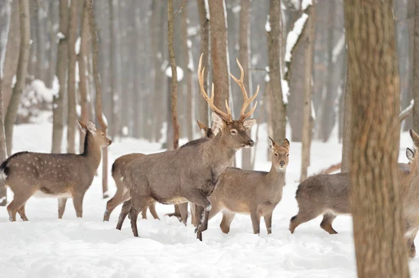 Deer — Stock Photo, Image