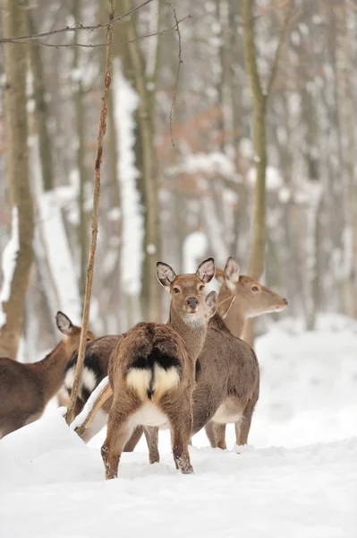 Deer — Stock Photo, Image