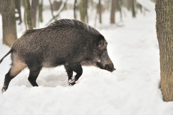 Cinghiale — Foto Stock