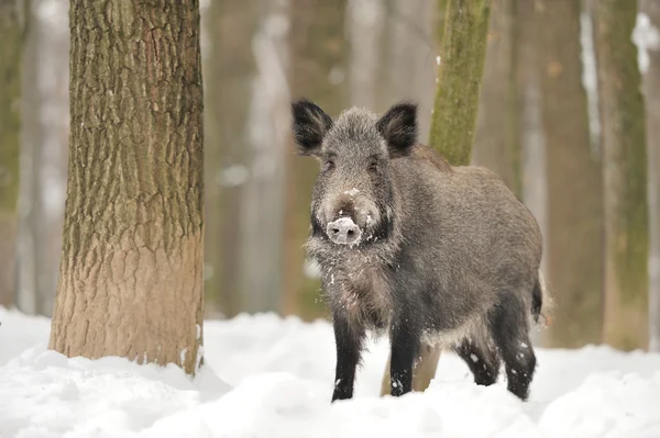 Wildschweine — Stockfoto