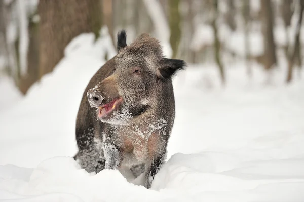 Wildschweine — Stockfoto