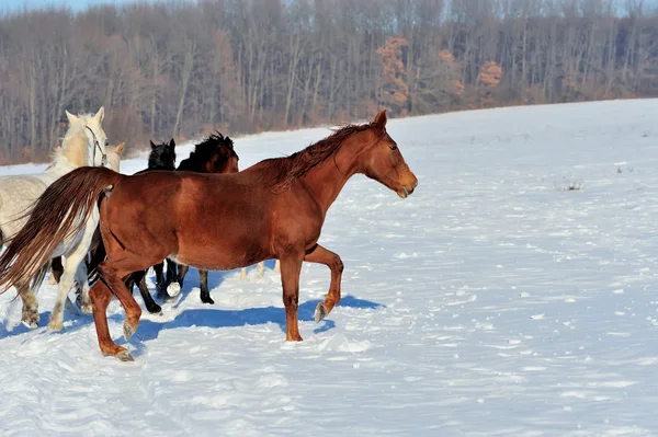 Caballo — Foto de Stock