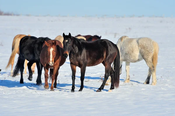 Pferd — Stockfoto