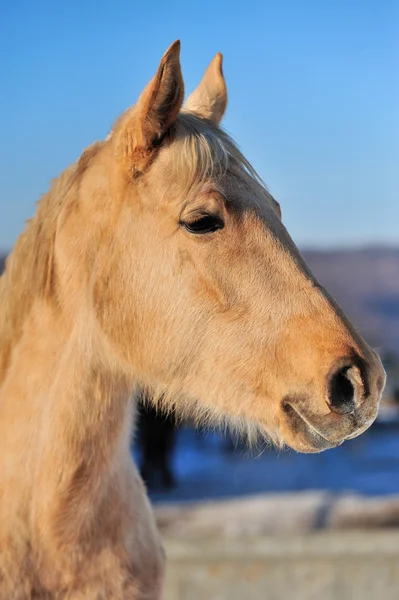 Cavalo — Fotografia de Stock