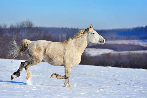 Pferd — Stockfoto