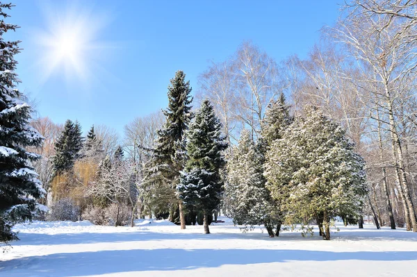 Kış park — Stok fotoğraf