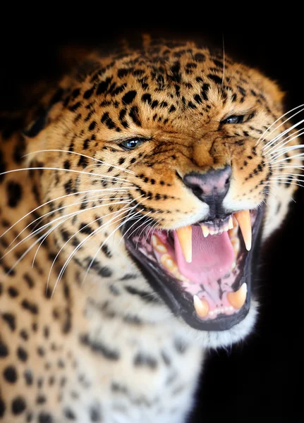 Leopardo — Foto de Stock