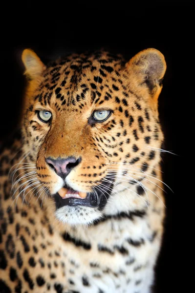 Leopardo — Foto de Stock