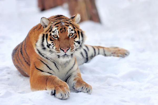 Tiger — Stockfoto