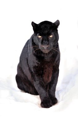 leopar portre