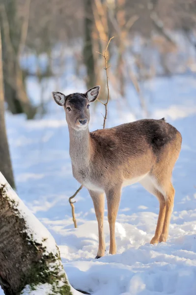 Unga rådjur — Stockfoto