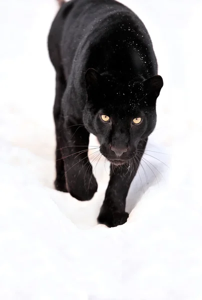 Leopard porträtt — Stockfoto