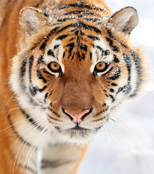 Tiger — Stock Photo, Image