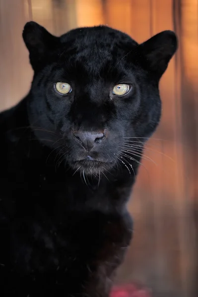 Retrato de leopardo — Foto de Stock