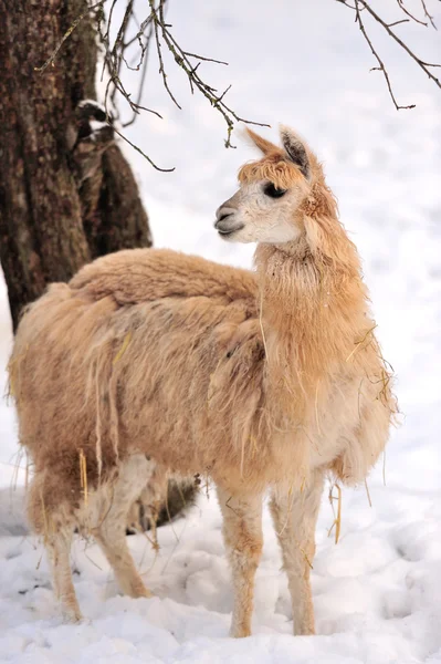 Alpaca — Fotografia de Stock