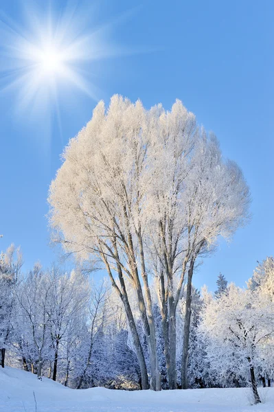 Parque de Inverno — Fotografia de Stock